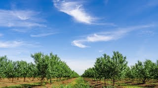 190 Acres Planted Almond Orchard