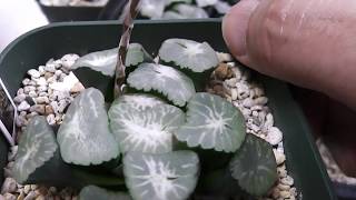 【多肉植物】ハオルチア万象オーロラ実生のバリエーション！Introduction of H. maughanii how to grow succulents. Haworthia ビザールプランツ