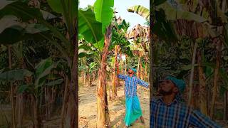 Bananas cutting scene 🌴🍌#ep-456.#shorts #shortvideo #banana #harvest #trending