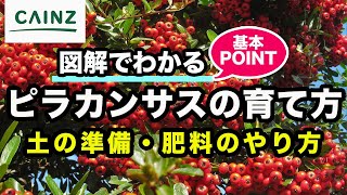 ピラカンサス（トキワサンザシ）の育て方 カインズ植物図鑑