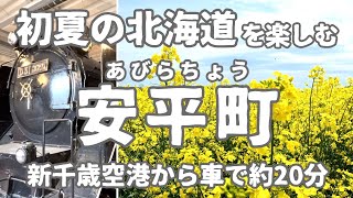 北海道で初夏を満喫【楽】#64  安平町で菜の花畑とD51に感動　#鉄道#道の駅#花#ドライブ#飛行機