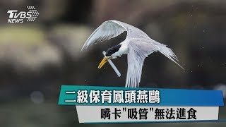 二級保育鳳頭燕鷗　嘴卡「吸管」無法進食