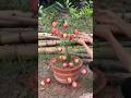 New technique of growing apple tree #apple_grafting #apple #applefruit #farming #viral #shorts