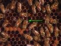 Honey bee waggle dance - tamilgenius