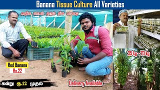 Banana tissue culture all varieties from Rs.12 | Kathir Agro Bio Tech HOSUR | Dreamer Paul Vlog