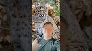 The Scariest Sound in the Woods at Night 😱 | Bobcat Facts