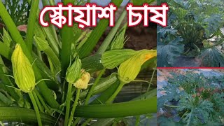 স্কোয়াশের চাষ দেখে চিনতে পারছেনা স্থানীয়রা ভাবছেন বিদেশি মিষ্টি কুমড়া Squash Cultivation