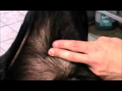 Location of canine femoral pulse Location of canine femoral pulse