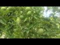 thailand lemon এটা এজোপা গছৰ গোল নেমু দেখিলে আচৰিত হব আপুনি। চাওক এই গোল নেমু টো।।