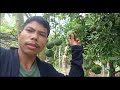 thailand lemon এটা এজোপা গছৰ গোল নেমু দেখিলে আচৰিত হব আপুনি। চাওক এই গোল নেমু টো।।