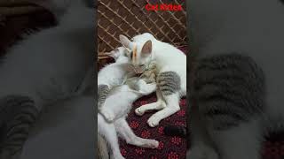 Cute Mom Cat Feeding And Cleaning two kitten  #shorts