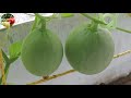 ഷമാം കൃഷി muskmelon cultivation in malayalam shamam fruit plant krishi in malayalam