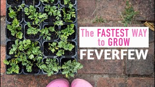 Propagate Feverfew Matricaria from Cuttings for Fast Crop Rotation