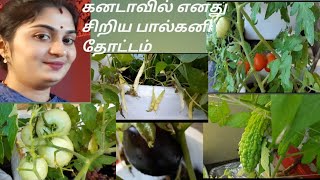 My home small balcony garden in tamil/ கனடாவில் எனது வீட்டு சிறிய பால்கனி தோட்டம்