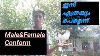 ഇനി പ്രാവിനെ എത്രയും പെട്ടെന്ന് # Male \u0026 Female conform / ച്ചെയ്യാം