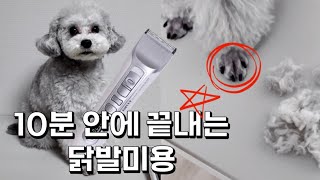 닭발미용 10분이면 끝