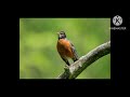 what are the positive signs associated with the american robin bird