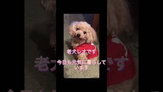 #我が家の愛犬#老犬トイプードル #名前はレオ #shorts