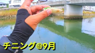 【トップチニング】メガバスでチヌを狙う🏹