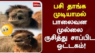 பசி தாங்க முடியாமல் பாலைவன முல்லை ருசித்து சாப்பிட ஒட்டகம்! | Camel | Sathiyam TV