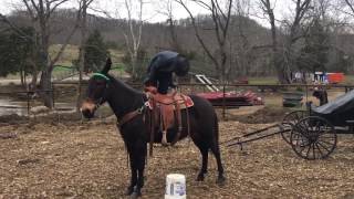 Jasper  gaited John mule for sale. mount and dis mount video !!!!!!