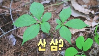 15년 전 뿌려놨던 산양산삼 발견 ‘심봤다!’ @생방송 투데이-1634회 20160516