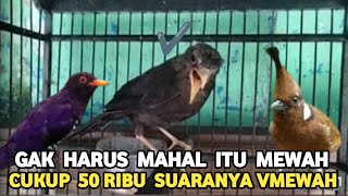 DILUAR AKAL HARGA 50 RIBU SUARANYA SETAJEM INI MASTERAN MAHAL LEWAT..!!!