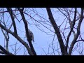 イカルのさえずり　a song of japanese grosbeak with useless visual