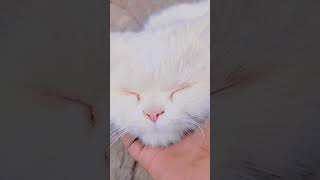 cats | doll face cats #@fatimashahidoffisail#viral#tarindeg#shortsvideo
