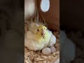 #cockatielsinging #parrot #cockatiel #birds #cockatielsound #pets #cockatielbird #ytshorts #shorts