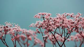 Cultivating Deep Compassion - Guided Meditation #1  | Ajahn Achalo