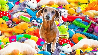 Surprising My Dog With 1,000 Toys
