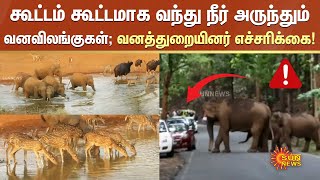 கூட்டம் கூட்டமாக வந்து நீர் அருந்தும் வனவிலங்குகள்; வனத்துறையினர் எச்சரிக்கை! | Mettupalayam