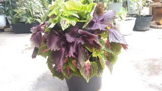 Growing Coleus from Cutting Propagation | Creative Way to Display Coleus Plants