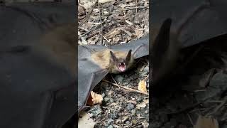 Being scared by a rabid (???) bat
