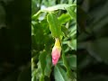 꽃피는 조건에 맞게 해준 가재발선인장 결과물 the cactus results of crayfish feet cactus for blooming conditions