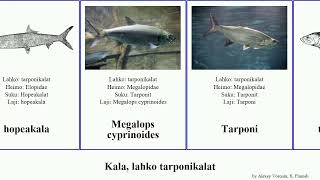 Kala, lahko tarponikalat fish affinis lacerta Elops Fuse cyprinoides French Tarponit Megalops