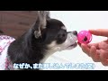 so cute as a dog ponders on educational toys handmade by the owner❤ chihuahua pino san