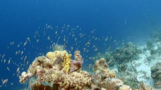 Seascape in turquoise water of coral reef in Caribbean Sea / Curacao with fish, coral and sponge