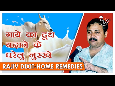गाये का दूध बढ़ाने के देसी नुस्खे | How To Increase Milk Production In Cows By Rajiv Dixit गाये का दूध बढ़ाने के देसी नुस्खे | How To Increase Milk Production In Cows By Rajiv Dixit