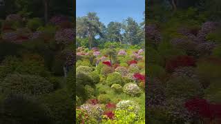 TOKYO AZALEA(breathtaking garden Shiofune Kannon-ji #塩船観音寺  つつじまつり2024 #shorts  #azalea  #つつじまつり