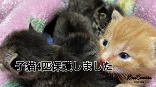 【古民家で生まれた猫＃1】4匹の子猫を保護しました