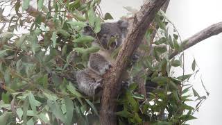 4K　ユーカリ交換後なのでみんなムシャムシャです～   コアラ　埼玉県こども動物自然公園にて　2020年3月1日　C0272