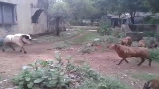 sheep fight animals videos