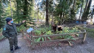 A 410 year old Pacific Yew tree possibly oldest of its kind in US falls