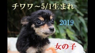 チワワ（ロングコート）05/01生れ仔犬メス| 【chi190501f002mznsｊ22