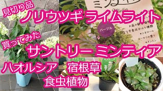 【購入品】見切り宿根草/激安ピラミッドアジサイ/ハオルシア/サントリーミンティア/サラセニア