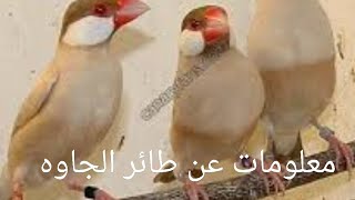 عن حياة وتغذية الجاوه