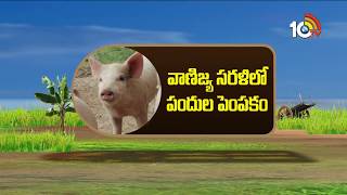 వాణిజ్య సరళిలో పందుల పెంపకం | Benefits And Caring Of Pig Farming | Matti Manishi | 10TV News