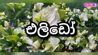 ඔන්න එයාව ගන්න බැරි උන අය වෙනුවෙන් ගෙනාවා පැල පිරුනු බුශ් එකක් අවශ්‍යය අය කියන්න 0764090776 ☎️☎️